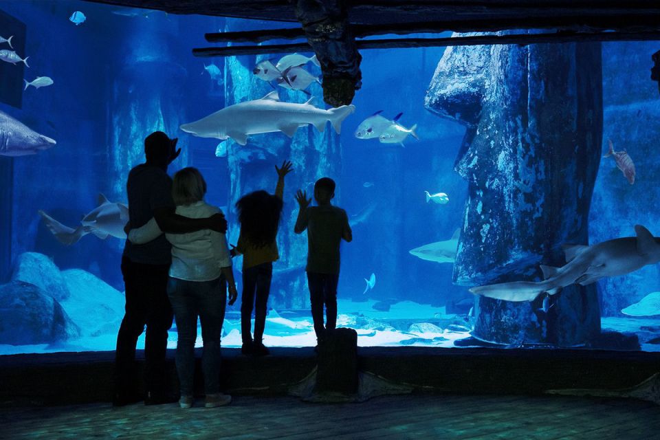 London: Madame Tussauds, London Eye & SEA LIFE Combo Ticket - Who this combo ticket is best for