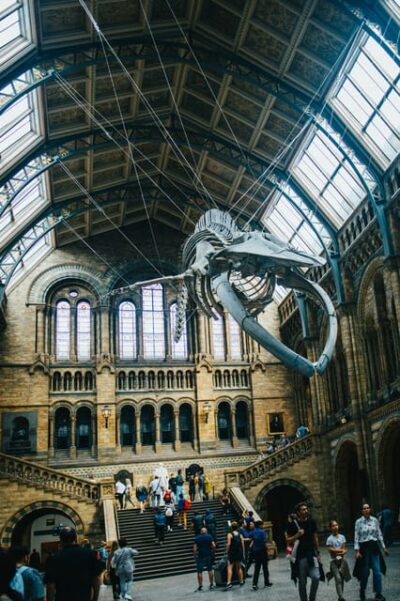 London: Natural History Museum Guided Tour - The Route in Real Terms: What You’ll See and Why It Matters