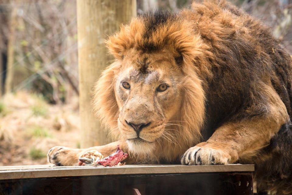 London Zoo: Entry Ticket - Key highlights to plan around