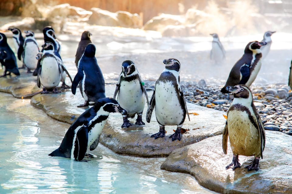 London Zoo: Entry Ticket - Penguin Beach: England’s largest Humboldt penguin pool